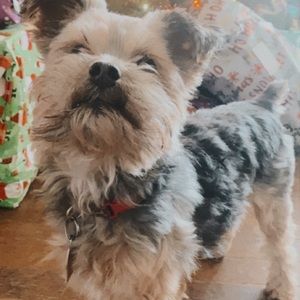 Meet your Posher, Lilly